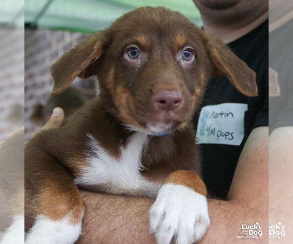 Medium Photo #1 Australian Shepherd-Unknown Mix Puppy For Sale in Washington, DC, USA