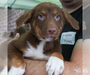 Australian Shepherd-Unknown Mix Dogs for adoption in Washington, DC, USA