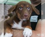 Small Australian Shepherd Mix