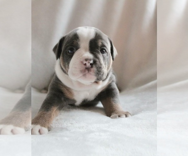 Medium Photo #1 Bulldog Puppy For Sale in TRACY, CA, USA