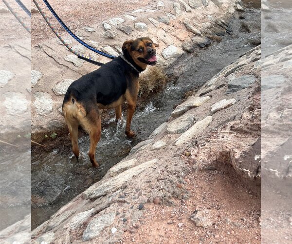 Medium Photo #1 Rottweiler-Unknown Mix Puppy For Sale in phoenix, AZ, USA