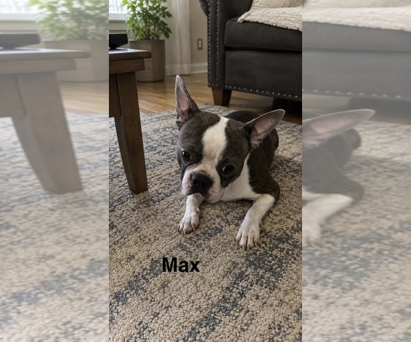 Medium Photo #1 Boston Terrier Puppy For Sale in FREDONIA, KS, USA