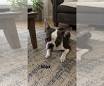Small Photo #1 Boston Terrier Puppy For Sale in FREDONIA, KS, USA
