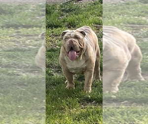 Mother of the Bulldog puppies born on 05/20/2023