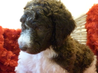 Labradoodle Puppy for sale in REIDSVILLE, NC, USA