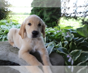 Golden Retriever Puppy for sale in SHILOH, OH, USA