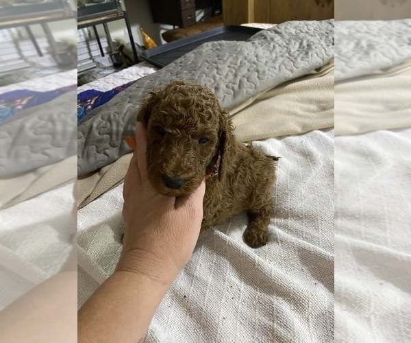Medium Photo #18 Poodle (Standard) Puppy For Sale in BARTLETT, TX, USA