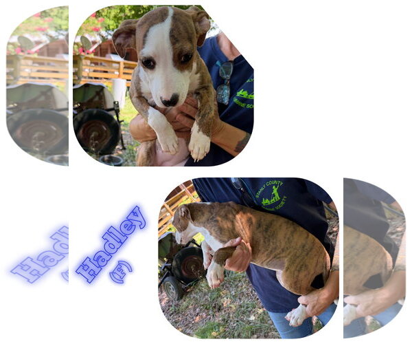 Medium Photo #1 American Pit Bull Terrier-Unknown Mix Puppy For Sale in Albemarle, NC, USA