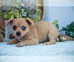Small Photo #11 Chihuahua Puppy For Sale in FREDERICKTOWN, OH, USA
