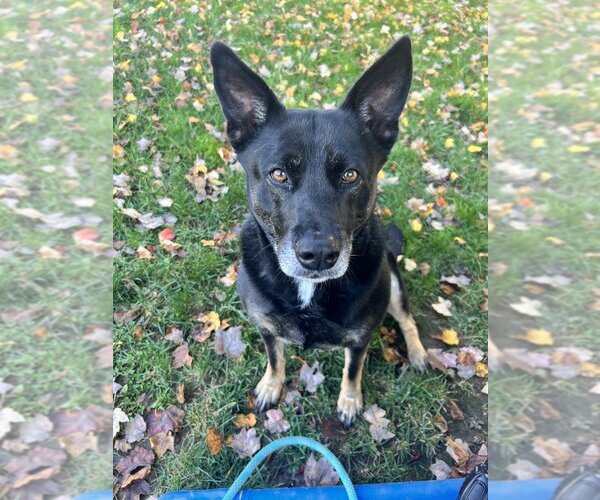 Medium Photo #2 Mutt Puppy For Sale in Brewster, NY, USA