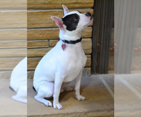 Medium Photo #2 Boston Terrier-Unknown Mix Puppy For Sale in Enfield, CT, USA