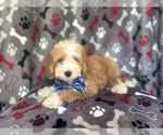 Small #4 Cavapoo