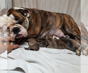Mother of the Bulldog puppies born on 06/23/2022