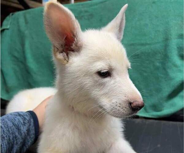 Medium Photo #4 German Shepherd Dog Puppy For Sale in SODUS, NY, USA