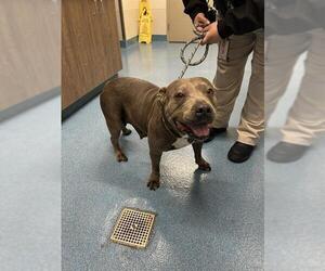 Mutt Dogs for adoption in Pearland, TX, USA