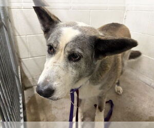 Anatolian Shepherd Dogs for adoption in San Bernardino, CA, USA