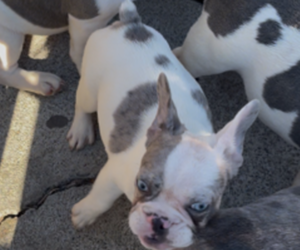 Medium Photo #6 French Bulldog Puppy For Sale in ANTIOCH, CA, USA