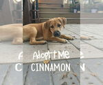 Small Labrador Retriever Mix