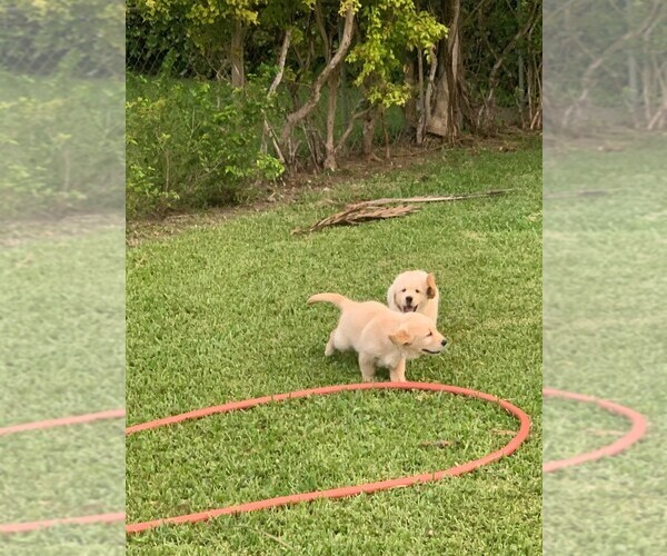 Medium Photo #3 Golden Retriever Puppy For Sale in MIAMI, FL, USA