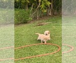 Small #2 Golden Retriever