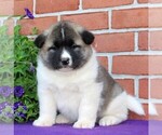 Small Photo #4 Akita Puppy For Sale in DRUMORE, PA, USA