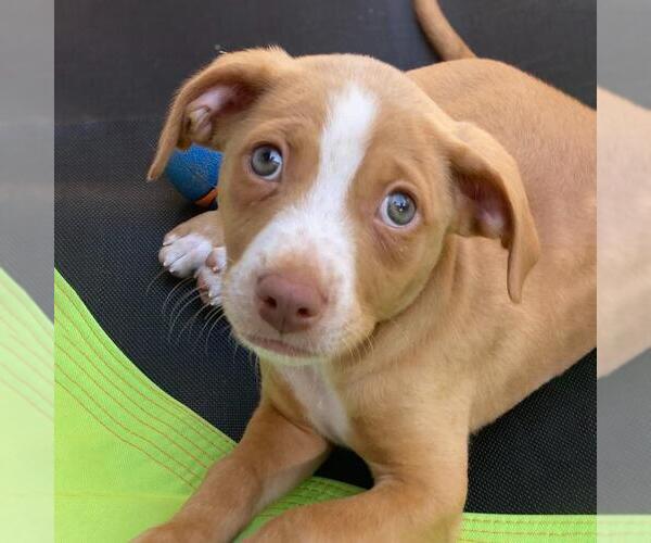 Medium Photo #5 Golden Retriever-Pembroke Welsh Corgi Mix Puppy For Sale in San Diego, CA, USA