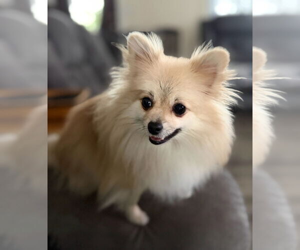 Medium Photo #1 Pomeranian Puppy For Sale in Lebanon, PA, USA