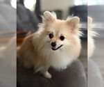 Small Pomeranian
