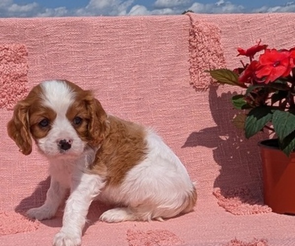 Medium Photo #26 Cavalier King Charles Spaniel Puppy For Sale in GOSHEN, IN, USA