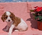 Small Photo #26 Cavalier King Charles Spaniel Puppy For Sale in GOSHEN, IN, USA