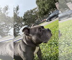 Small #12 Bulldog Mix