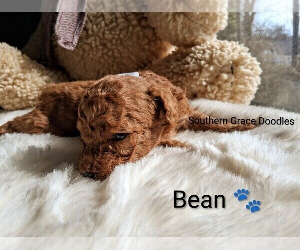 Medium Photo #6 Goldendoodle (Miniature) Puppy For Sale in GASTONIA, NC, USA