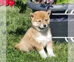 Small Photo #1 Shiba Inu Puppy For Sale in ARTHUR, IL, USA