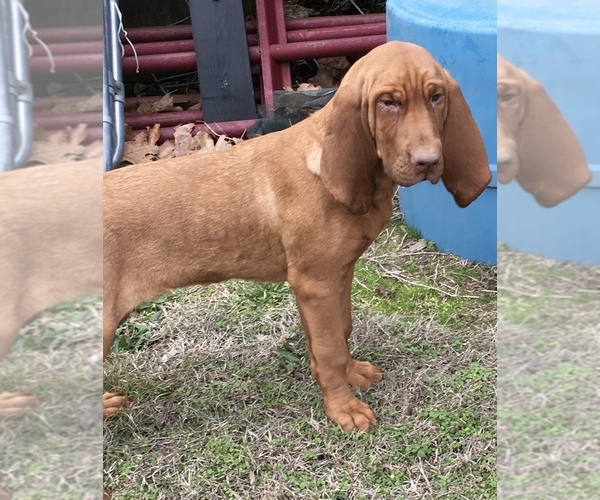 Medium Photo #1 Bloodhound Puppy For Sale in JOPLIN, MO, USA