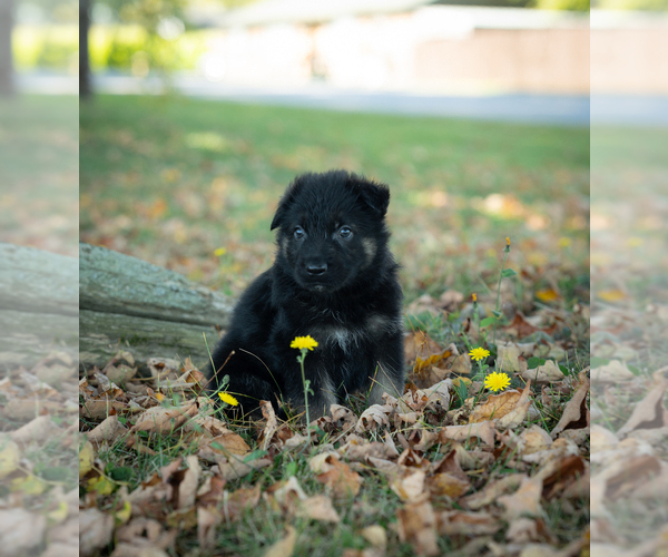 Medium Photo #3 German Shepherd Dog Puppy For Sale in PERRY, NY, USA