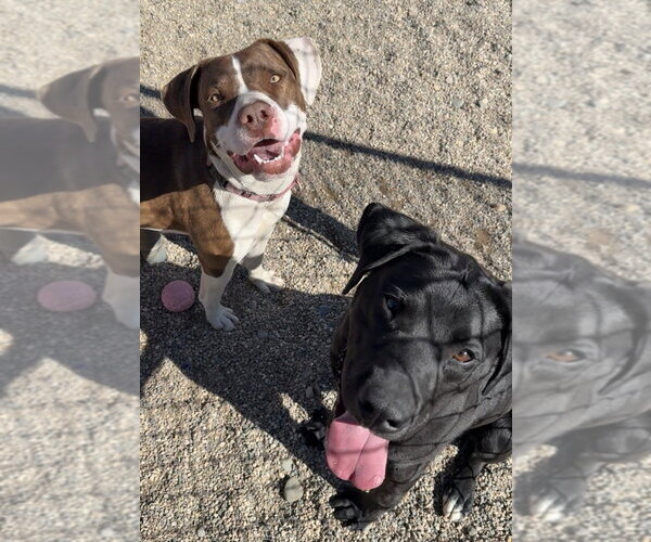 Medium Photo #5 Mutt Puppy For Sale in Bemidji, MN, USA