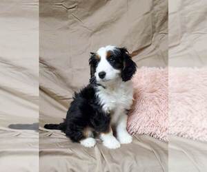 Bernedoodle Puppy for sale in ATOKA, OK, USA