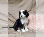 Small Photo #1 Bernedoodle Puppy For Sale in ATOKA, OK, USA