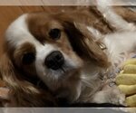 Small Photo #2 Cavalier King Charles Spaniel Puppy For Sale in Sioux Falls, SD, USA