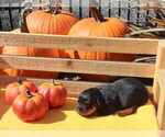 Image preview for Ad Listing. Nickname: rottweiler