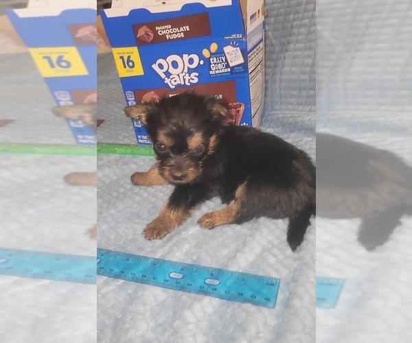 Medium Photo #4 Yorkshire Terrier Puppy For Sale in AKRON, OH, USA