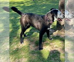 Small Photo #2 Catahoula Leopard Dog-Labrador Retriever Mix Puppy For Sale in Alexander, AR, USA