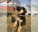 Small Photo #2 German Shepherd Dog Puppy For Sale in HANNA CITY, IL, USA