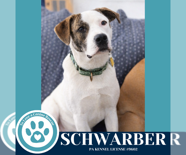 Medium Photo #1 Boxer-Unknown Mix Puppy For Sale in Kimberton, PA, USA