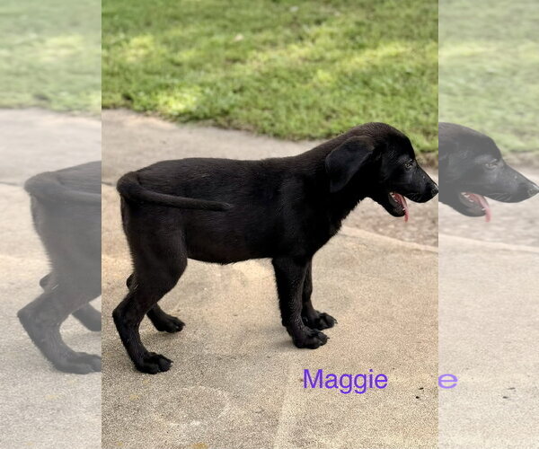 Medium Photo #3 Labrador Retriever-Unknown Mix Puppy For Sale in Wakefield, RI, USA