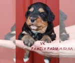 Small Photo #4 Bernese Mountain Dog Puppy For Sale in MARTINSVILLE, IN, USA