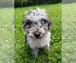 Small #13 Cavapoo (Miniature)