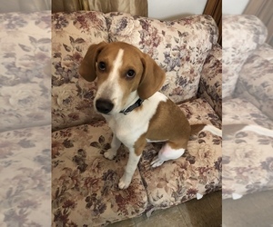 Treeing Walker Coonhound Puppy for sale in INDIAN RIVER, MI, USA