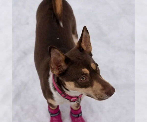 Medium Photo #4 Australian Shepherd-Unknown Mix Puppy For Sale in Mt. Laurel, NJ, USA