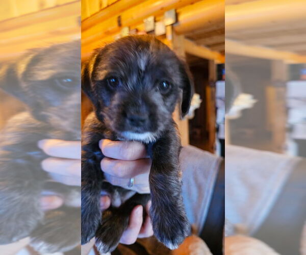 Medium Photo #1 Doxle Puppy For Sale in Aurora, IN, USA